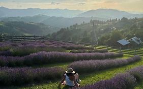Lavender Valley